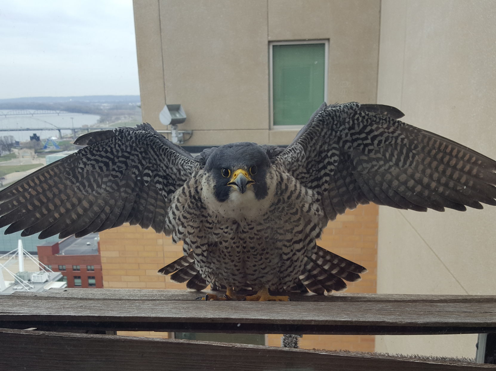 new bird